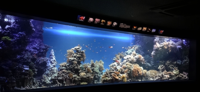 「サンゴ礁の海」水槽